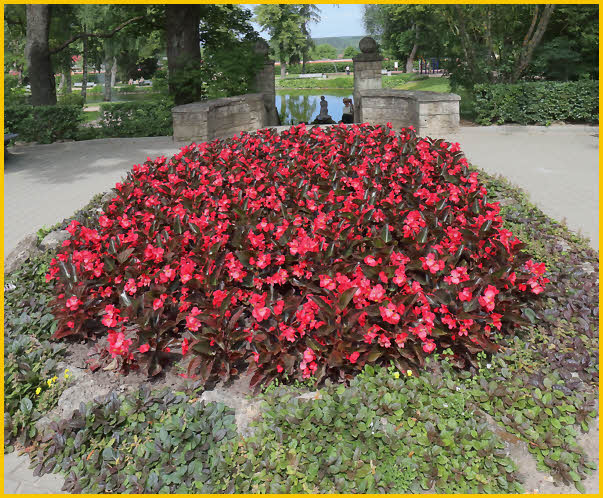 Flowers in Castle Park